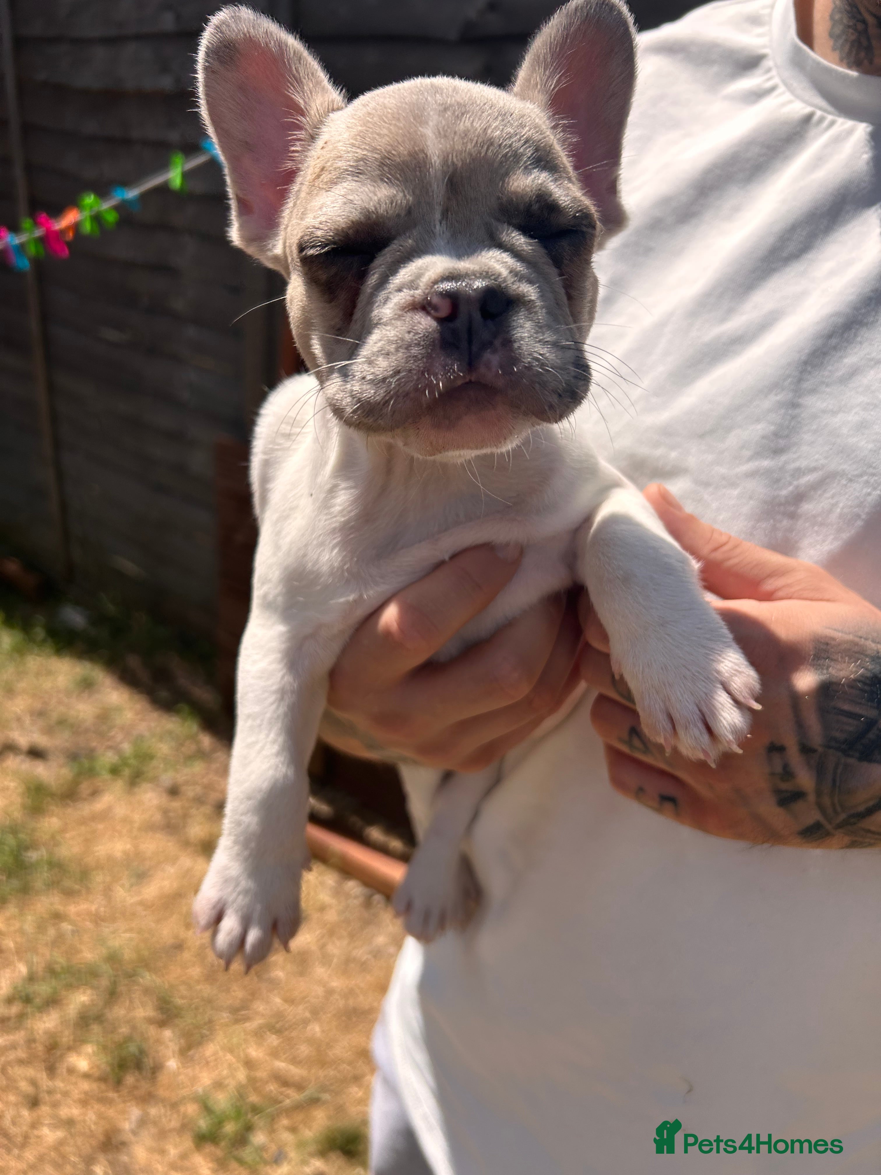 French Bulldog dogs for sale: DWKC French bulldog puppies  - Advert 11