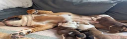 English Bulldog dogs for sale: ✨ ELITE UK BULLDOG PUPPIES AVAILABLE 🚨🏆 - Advert 4