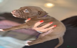 Mixed Breed dogs for sale: Rare breeding American x Bulldog x Cane Corso Pups - Image 10