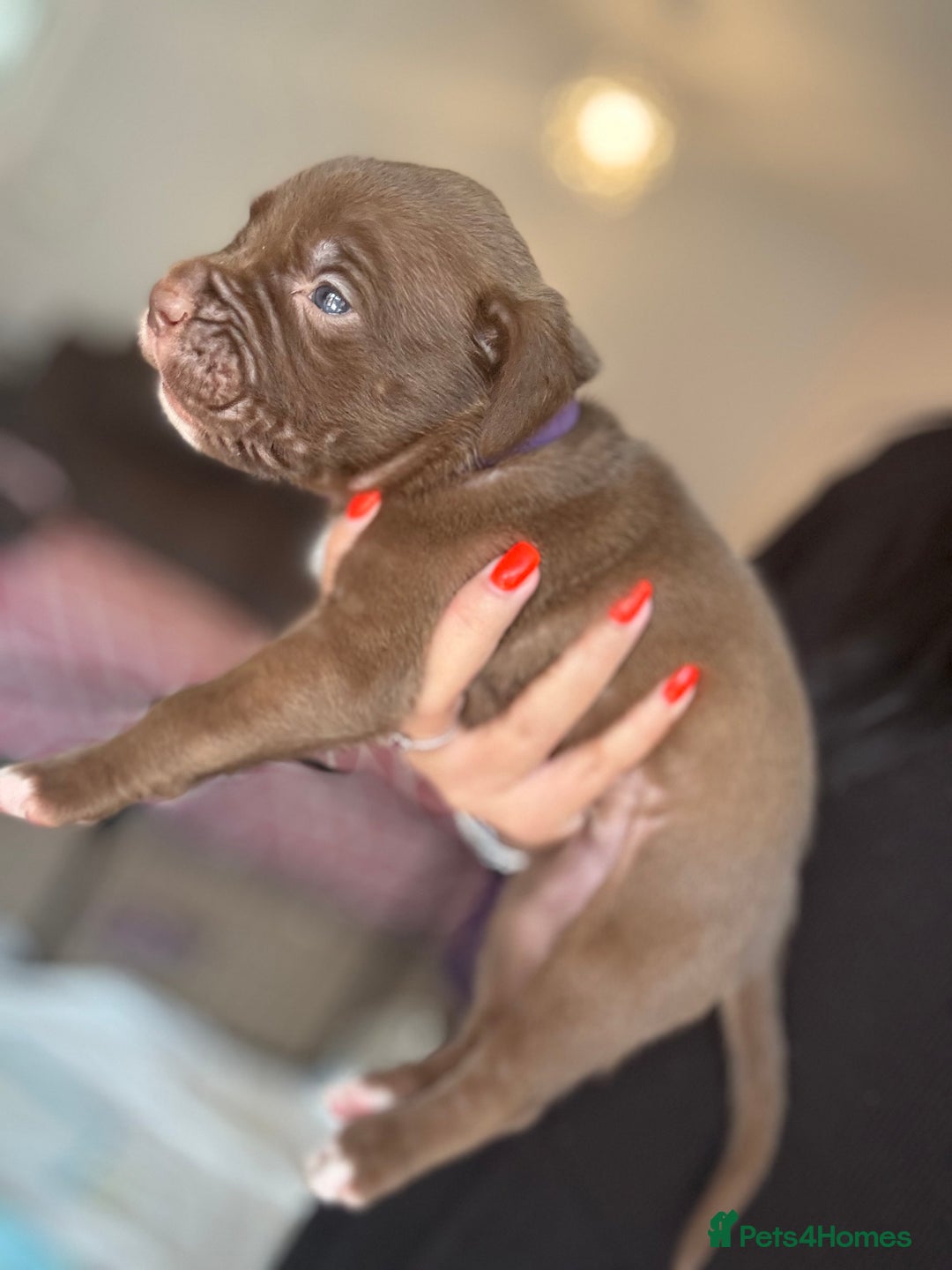 Mixed Breed dogs for sale: Rare breeding American x Bulldog x Cane Corso Pups - Image 10