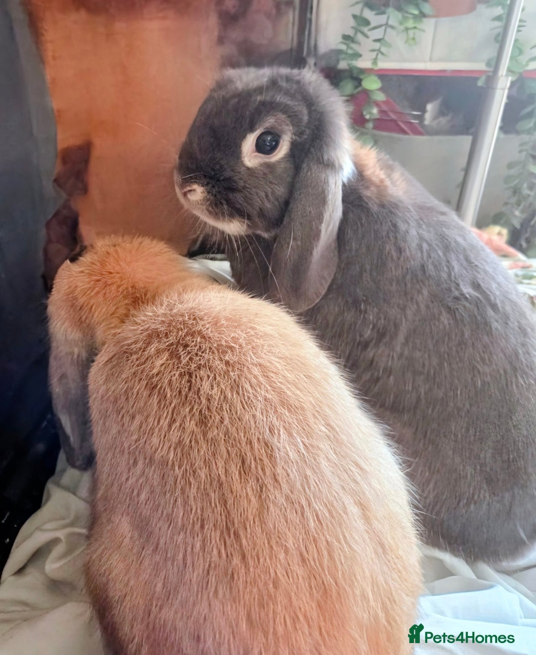 Dwarf Lop rabbits for sale: Drawf lop girls mum and daughter  - Advert 1
