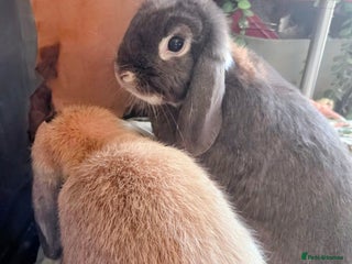 Dwarf Lop rabbits Drawf lop girls mum and daughter - Advert 1