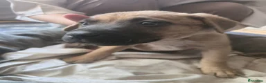 Mixed Breed 3