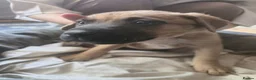 Mixed Breed dogs for sale: Cane Corso American Bulldog Puppies Family Raised  - Advert 5