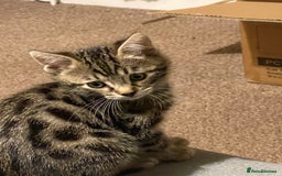 Bengal cats for sale: Stunning Bengal cross kittens  - Image 6