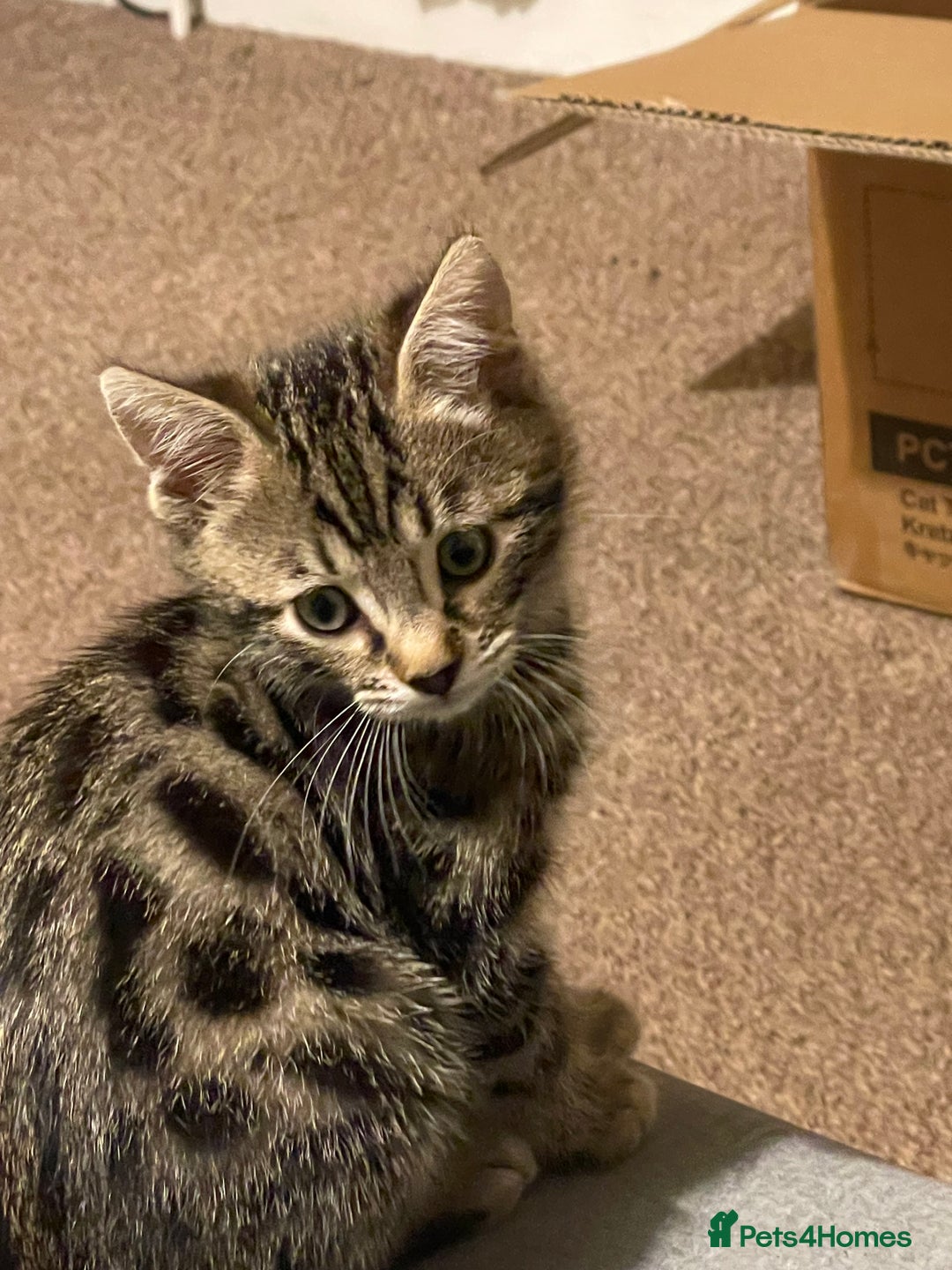 Bengal cats for sale: Stunning Bengal cross kittens  - Image 6