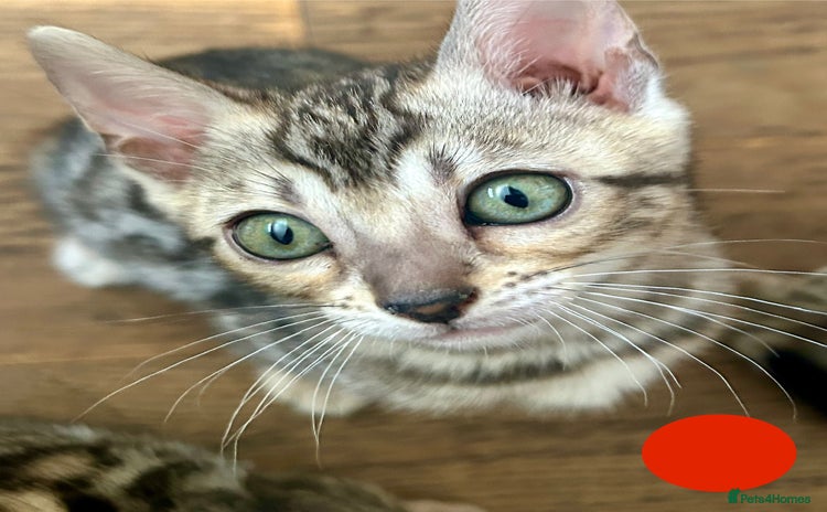 Bengal cats - Advert 12