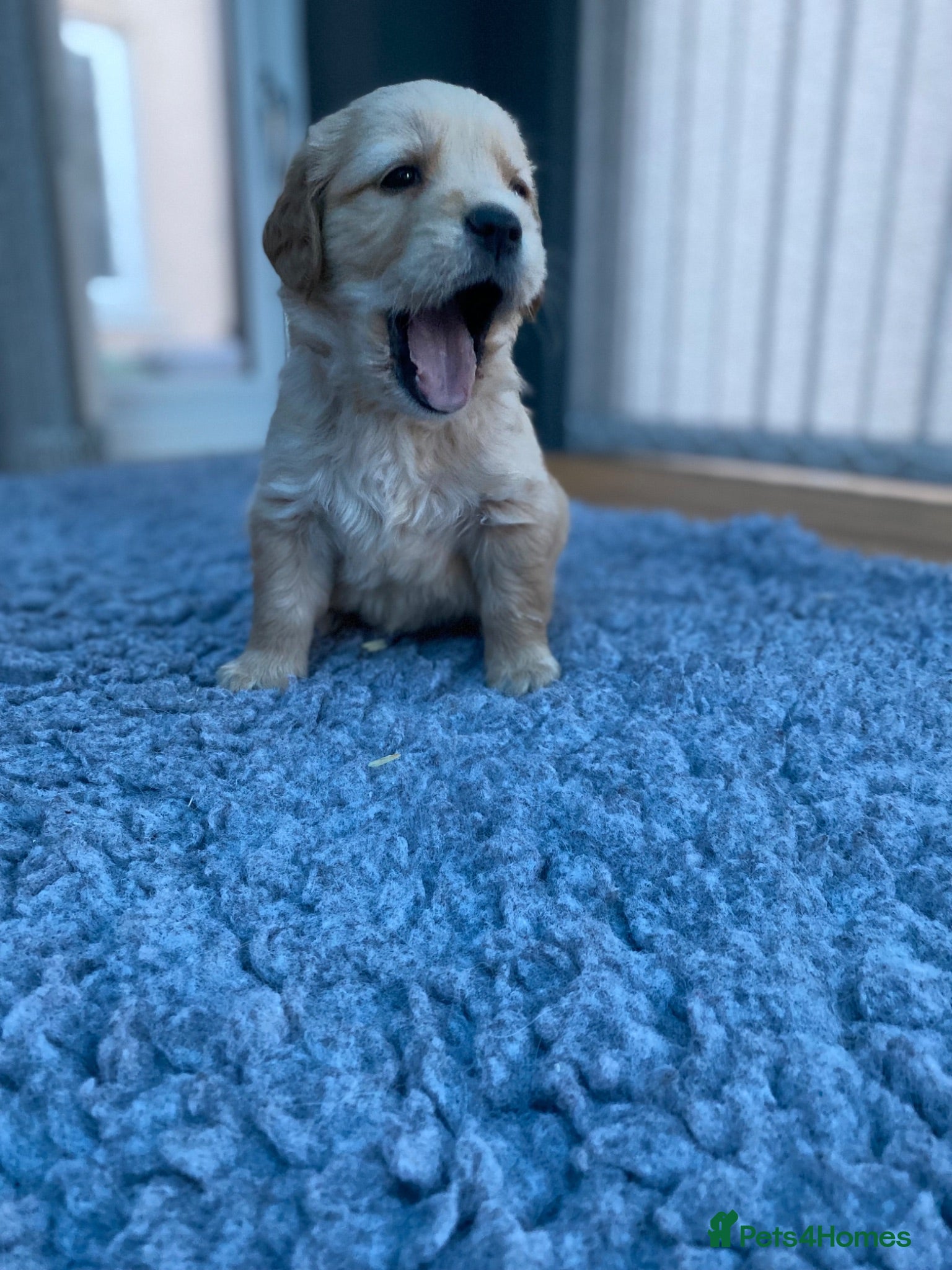 Golden Retriever dogs KC REGISTERED ®️ 5 STAR ⭐️ GOLDEN RETRIEVER 🐶  - Advert 2
