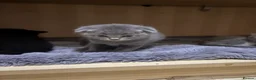 Scottish Fold cats for sale: Beautiful Scottish Fold Chinchilla Kitten  🐾💙 - Advert 4