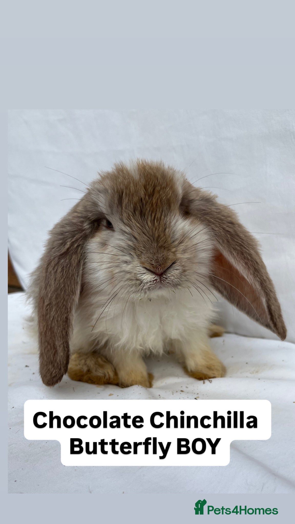 French Lop rabbits 🐰 Full breed French Lops Ready to Leave 🐰 - Advert 2