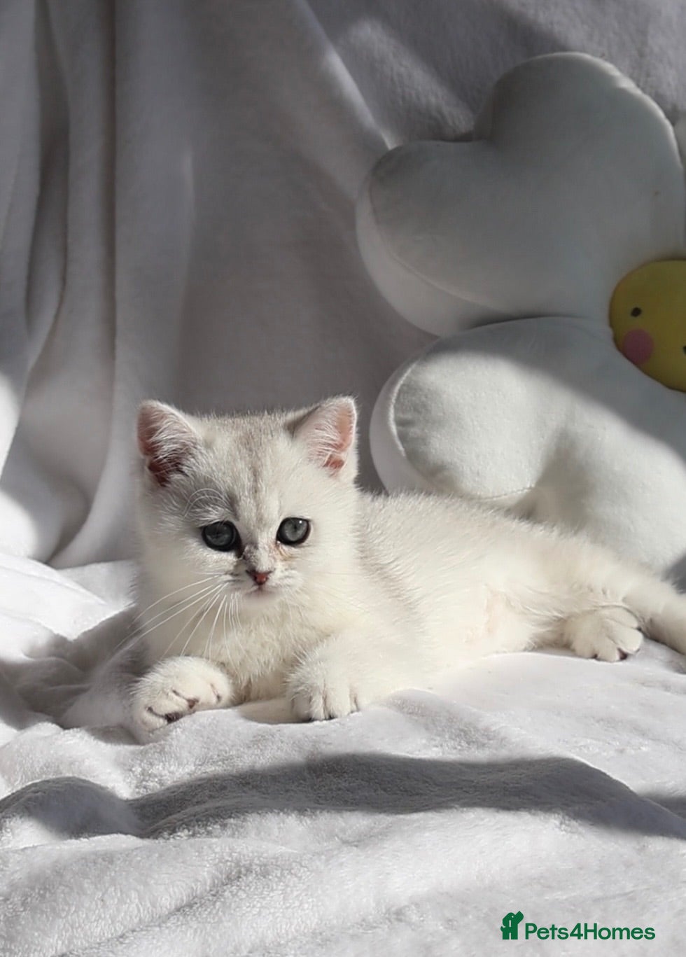 British Shorthair cats ✨Last Golden/Silver British Shorthair ready now‼️ - Advert 2