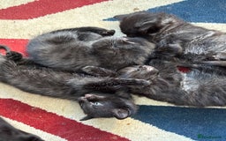 Mixed Breed cats for sale: 4 playful fluffy long haired black kittens  - Image 1