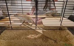 Gerbil rodents for sale: 2 gerbils with cage and a few items for sale - Image 6