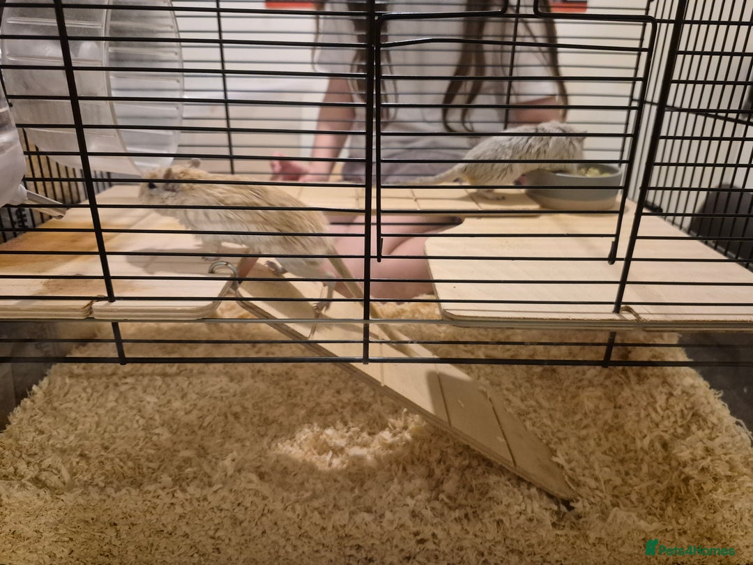 Gerbil rodents for sale: 2 gerbils with cage and a few items for sale - Image 6