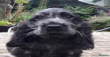 Cocker Spaniel dogs Adorable KC show cocker spaniels - Advert 18