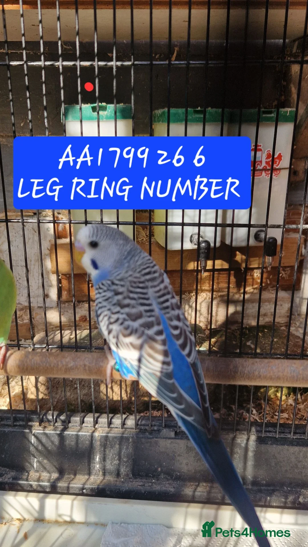 Budgerigars birds for sale: 4x budgie chicks £40 each ready now - Advert 20