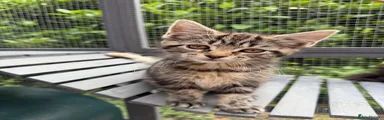 Mixed Breed Kitten 6