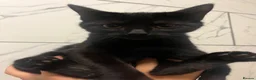 Persian cats for sale: Elegant Grey and black fluffy cats - Advert 6