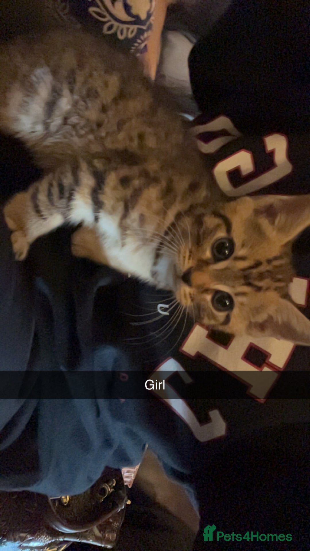 Mixed Breed cats for sale: Lovely kittens  - Advert 2