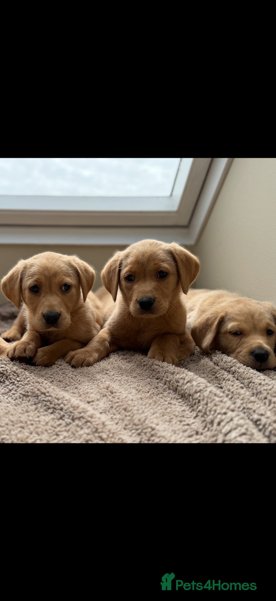 Labrador Retriever dogs Labrador retriever  - Advert 1