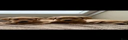 Labrador Retriever dogs for sale: Labrador retriever  - Advert 1