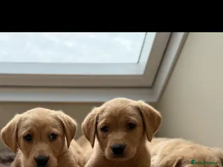 Labrador Retriever dogs Labrador retriever - Advert 2