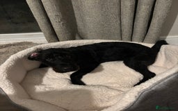 Mixed Breed dogs for sale: Lovely Cockapoo x miniature Labradoodle puppies!  - Advert 13