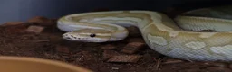 Python Snake reptiles for sale: Royal pythons - Advert 13