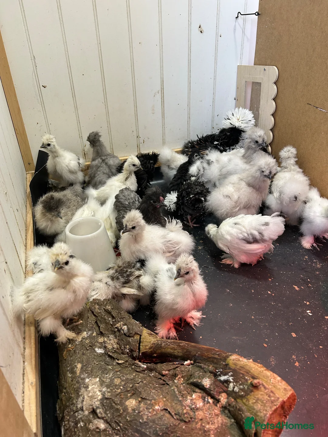 Chickens poultry for sale: Silkies - Advert 3