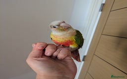 Conures birds for sale: 2 green cheek conures 1 pineapple and 1 cinnamon  - Image 3