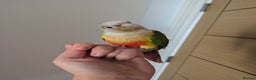 Conures birds for sale: 2 green cheek conures 1 pineapple and 1 cinnamon  - Advert 3