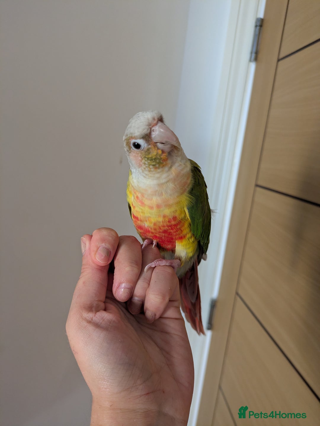 Conures birds for sale: 2 green cheek conures 1 pineapple and 1 cinnamon  - Image 3