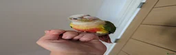 Conures birds for sale: 2 green cheek conures 1 pineapple and 1 cinnamon  - Advert 3