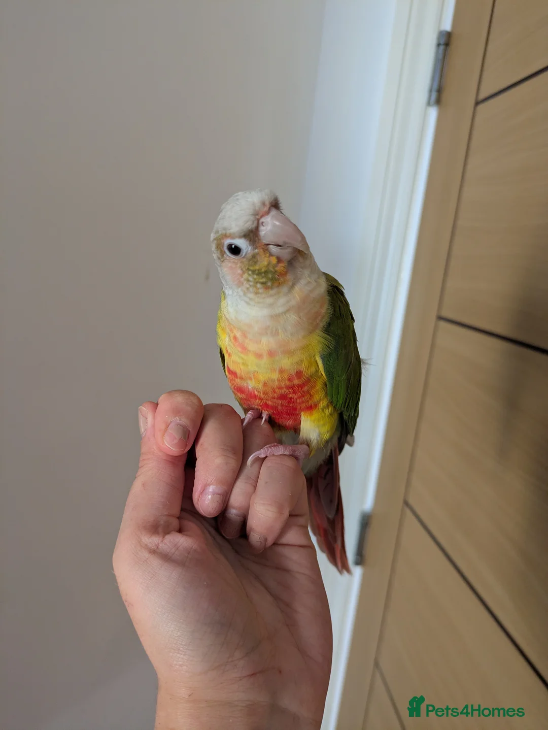 Conures birds for sale: 2 green cheek conures 1 pineapple and 1 cinnamon  - Advert 3