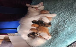 Ragdoll cats for sale: Beautiful Ragdoll Kittens  - Image 31