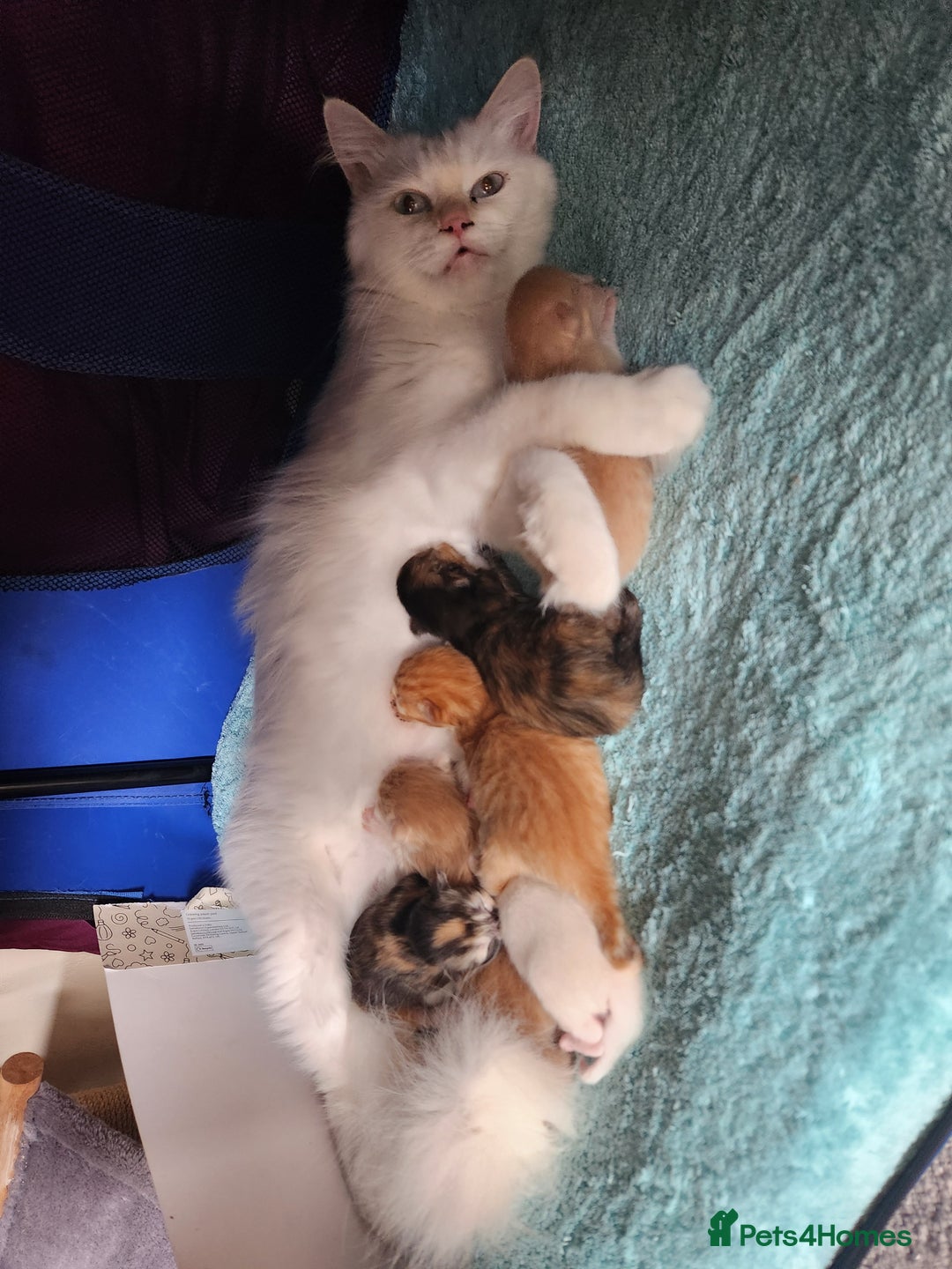 Ragdoll cats for sale: Beautiful Ragdoll Kittens  - Image 31