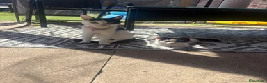 Domestic Shorthair 2