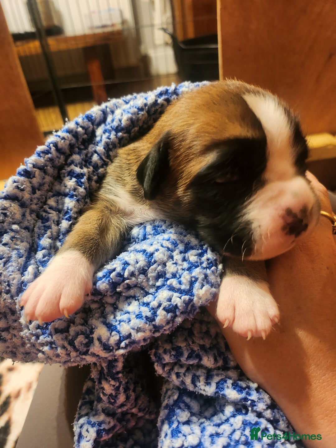 Boxer dogs for sale: 🌟KC REG BOBTAIL BOXER PUPS🌟 - Image 12