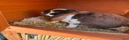 French Lop rabbits for sale: 5 x Giant French Lop Bunnies  in Poole - Advert 5