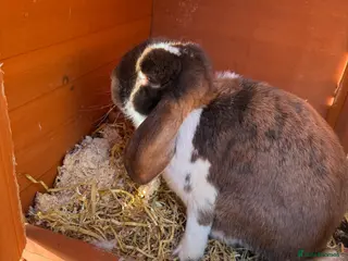 French Lop rabbits 6 x Giant French Lop Bunnies - Advert 17
