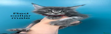 Maine Coon Kitten 4