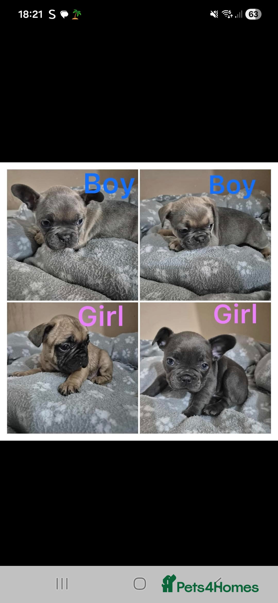French Bulldog dogs for sale: Litter of French bulldog puppies - Image 5