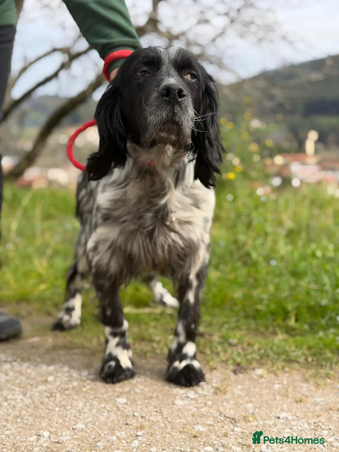 English Setter dogs for adoption: Bixkor - Advert 11
