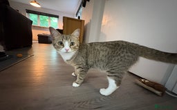 Pixie Bob cats for sale: Female cat needs new home  - Image 3