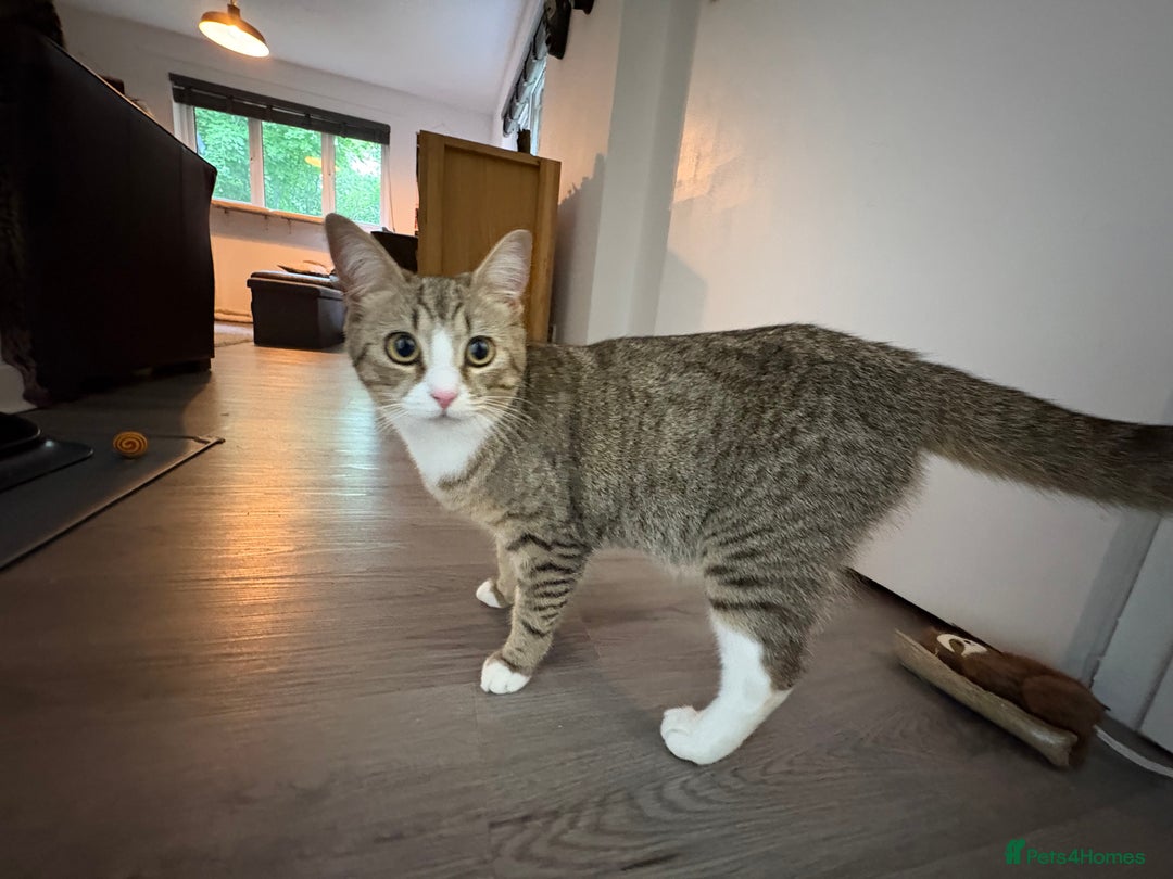 Pixie Bob cats for sale: Female cat needs new home  - Image 3