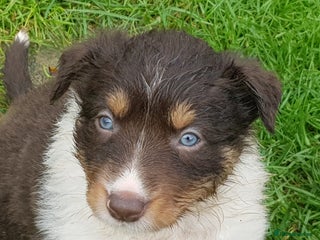 Border Collie dogs KC Registered Pups - Advert 10