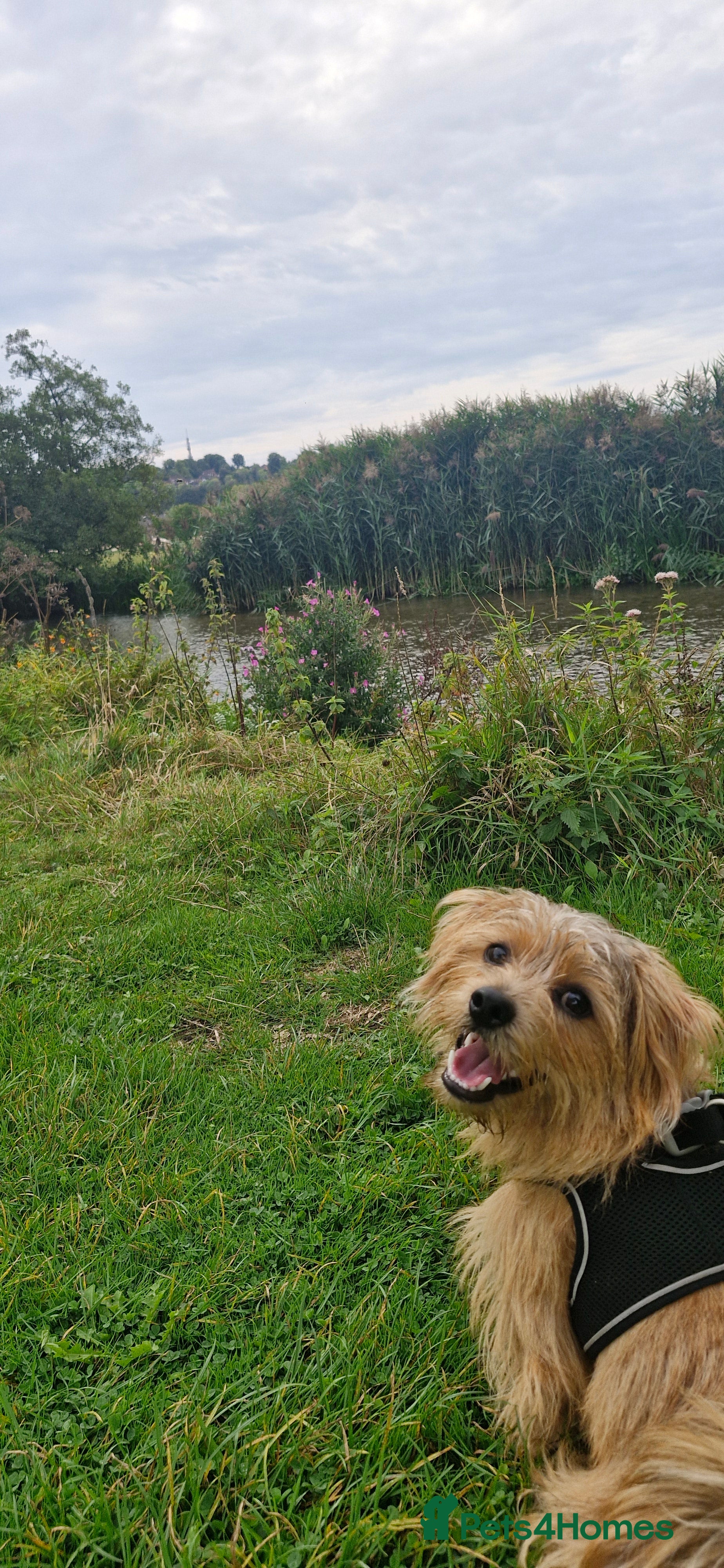 Norfolk Terrier dogs Merlin the Norfolk Terrier for stud.  - Advert 3