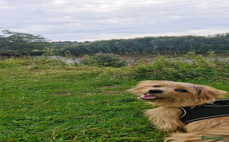 Norfolk Terrier dogs - Advert 1