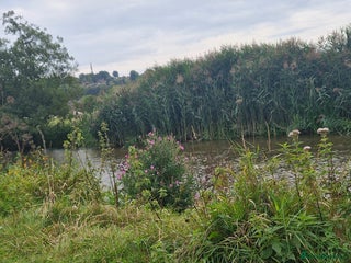 Norfolk Terrier dogs - Advert 18