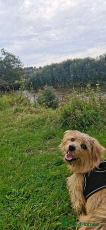 Norfolk Terrier dogs Merlin the Norfolk Terrier for stud. - Advert 1